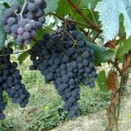 Feluca Отель 3*